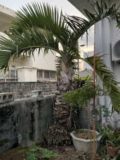 ヤシの木を植えるのは最近自宅に流行ってるようです