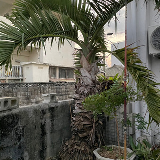 ヤシの木を植えるのは最近自宅に流行ってるようですの画像