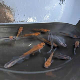 🐦華蓮メダカ
