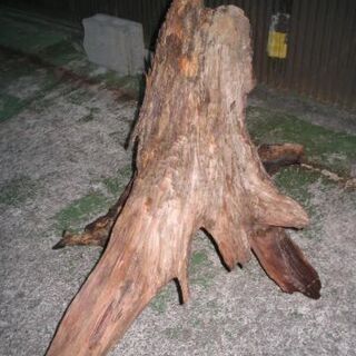 古木中　引き取りでお願いします。 の画像