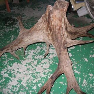 古木大　引き取りでお願いします。の画像