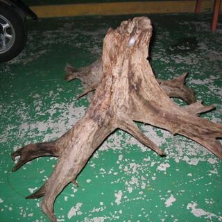 古木大　引き取りでお願いします。の画像