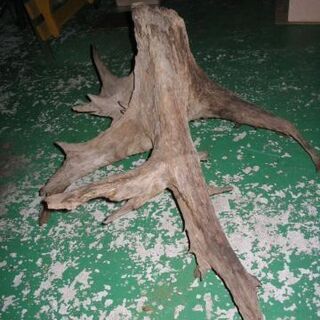 古木大　引き取りでお願いします。の画像