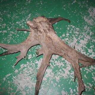 古木大　引き取りでお願いします。の画像