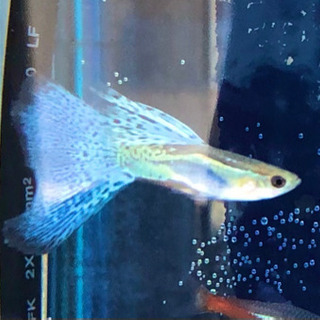 【熱帯魚】国産ブルーグラスハイドーサル　ベビーサイズ　10匹