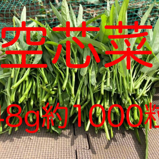 空芯菜の種2