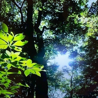 『ヨガ』若い方～年配の方迄、世代を問わず生徒募集｡の画像