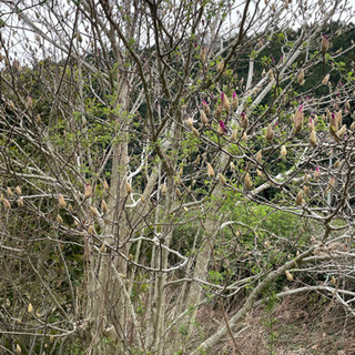 椿、山茶花、梅、びわetc 切り木の画像