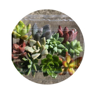 多肉植物の画像