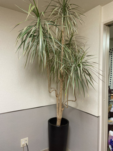 観葉植物 ドラセナ あと数日以内の出品です！