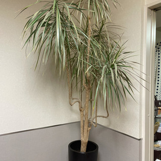 観葉植物 ドラセナ あと数日以内の出品です！