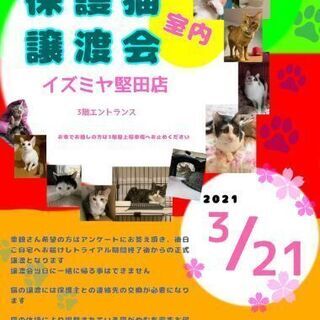 白黒   男の子 推定2歳  甘えん坊 - 里親募集