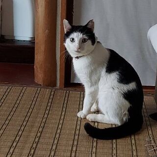 白黒   男の子 推定2歳  甘えん坊 - 高島市