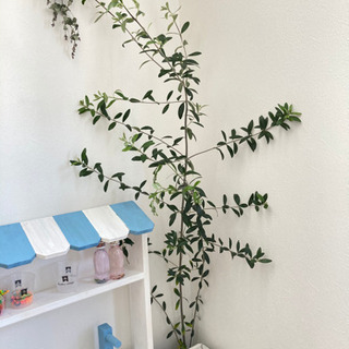 オリーブ　切枝　の画像