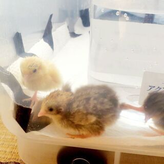 姫うずらの雛※可愛がってくれる方募集