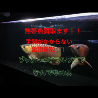 熱帯魚｜助け合い｜ジモティー