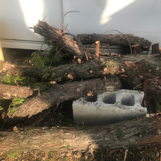 庭の木を伐採　薪に如何ですか❓の画像