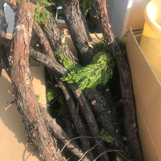 庭の木を伐採　薪に如何ですか❓の画像