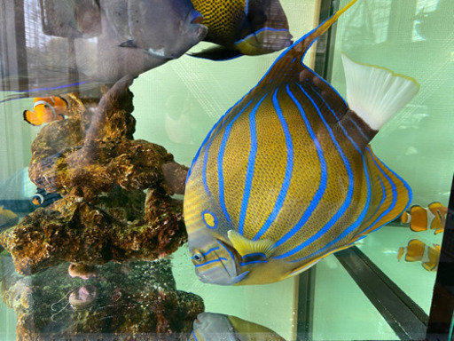 1匹づつorまとめて　海水魚　熱帯魚　売ります※投稿期間3月31日まで