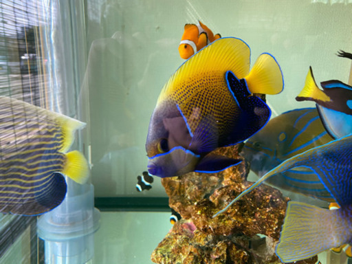 1匹づつorまとめて　海水魚　熱帯魚　売ります※投稿期間3月31日まで