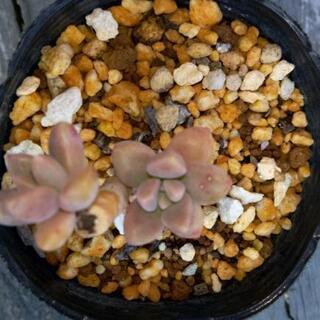 多肉植物ミニミニ苗　1ポット