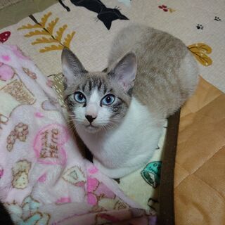 家族として迎えいれていただける方