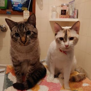 家族として迎えいれていただける方 - 猫