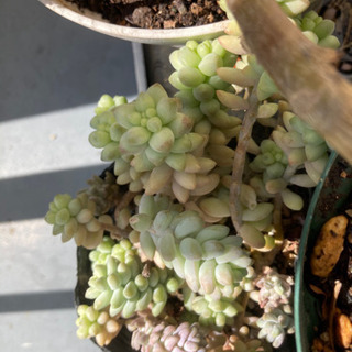 【お話中】多肉植物 玉つづり【お話中】
