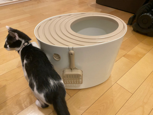 猫トイレ