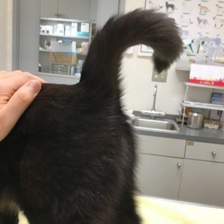 譲渡完了いたしました。ありがとうございました。 - 下妻市