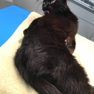 譲渡完了いたしました。ありがとうございました。 - 猫