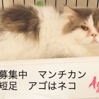 マンチカン　極短足　成ネコ　本文をよくご覧下さいませ。 アゴはネコ