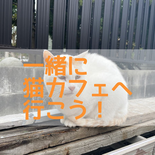 一緒に猫カフェへ行きませんか？