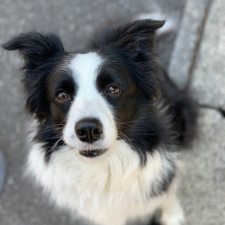 逃げてしまった犬を探しています