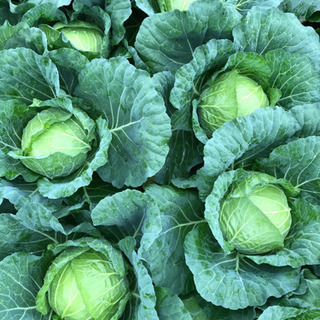 高原野菜の生産スタッフ◎正社員登用あり　の画像