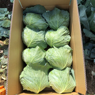 高原野菜の生産スタッフ◎正社員登用あり　の画像
