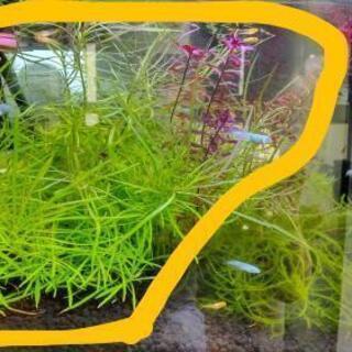 水草２種　国産　無添加　貝など付いておりません