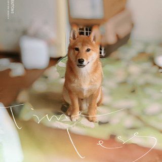 一歳の柴犬