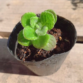多肉植物 アロマティスカス 植物苗  ハーブ 根付き