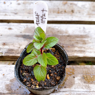 イエルバ・ブエナ 植物苗 ミント モヒートミント キューバミント