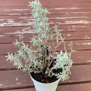 サントリナ コットンラベンダー 植物苗 ハーブ