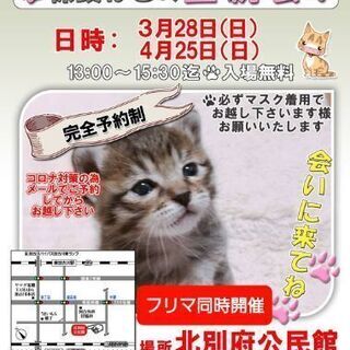 保護ねこの譲渡会in加古川　3/28(日) 4/25(日)