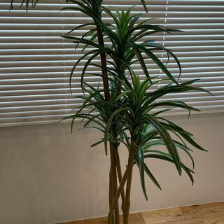 観葉植物（フェイク） お譲りします