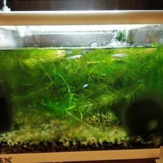 ドショウ水槽＆メダカ水槽＆メダカ子供水槽の画像