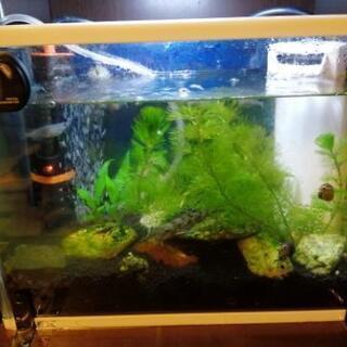 ドショウ水槽＆メダカ水槽＆メダカ子供水槽の画像