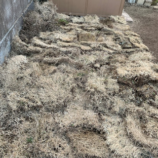 高麗芝　差し上げます【譲る方決まりました。】