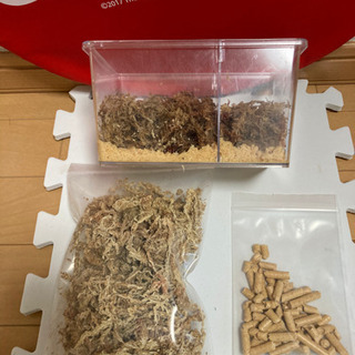 ☆受け渡し終了　蛹→飼育→産卵セット　メタリフェルホソアカクワガタ　蛹ペアの画像
