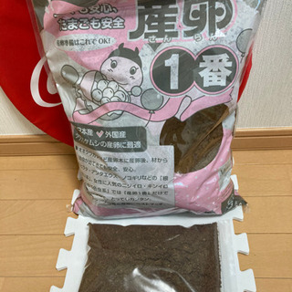 ☆受け渡し終了　蛹→飼育→産卵セット　メタリフェルホソアカクワガタ　蛹ペアの画像