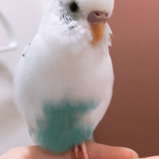 セキセイインコ譲ります【里親が決まりました】