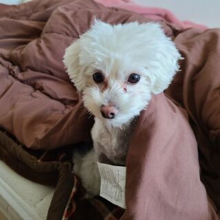 犬友達 🐶 募集 - 清瀬市